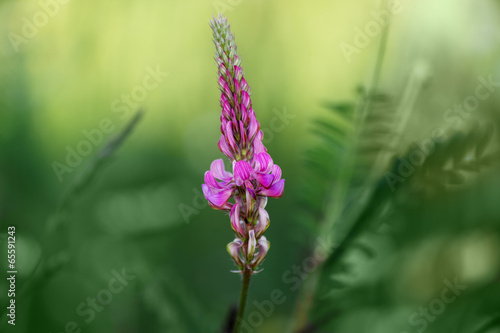 pink common sainfoin