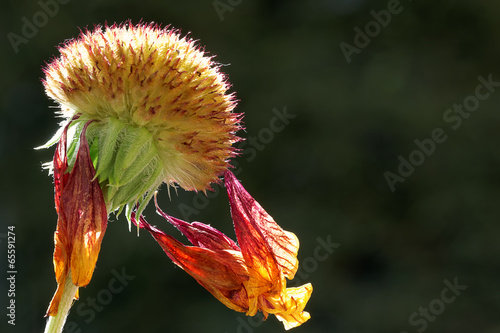 the last dried leaves of a South African Daisy flower