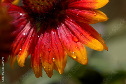 close up of a South African Daisy flower