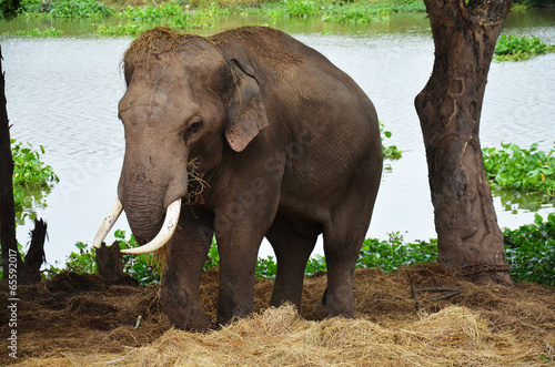 Elephants at Ayutthaya Elephant Camp Thailand
