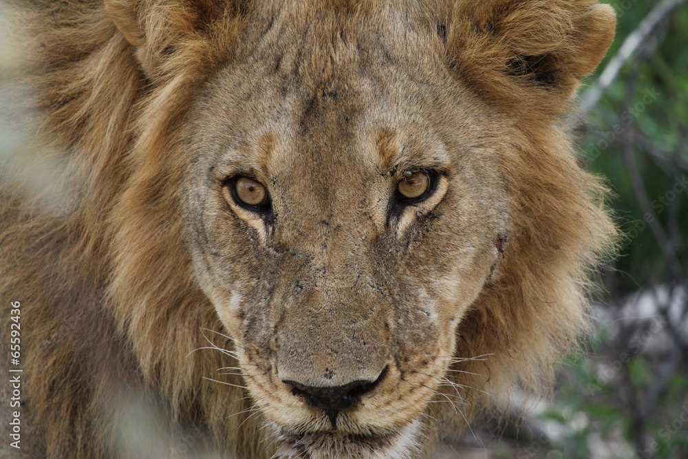 Fototapeta premium Löwe, Portrait
