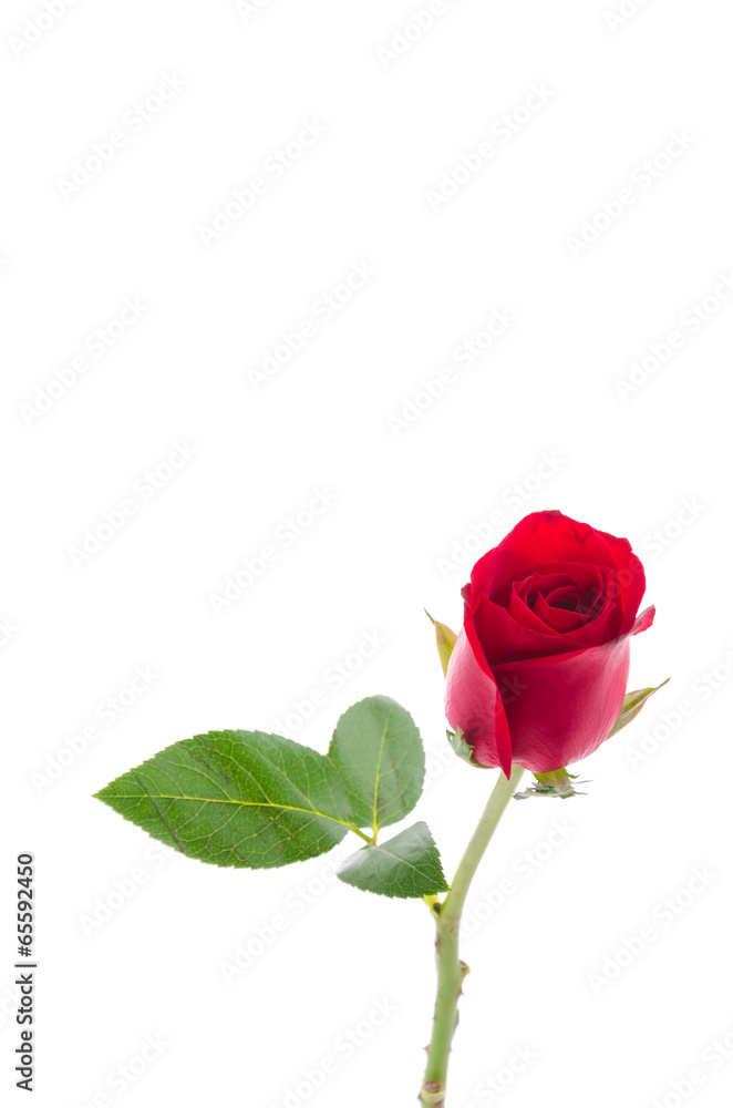 Fototapeta premium Red rose