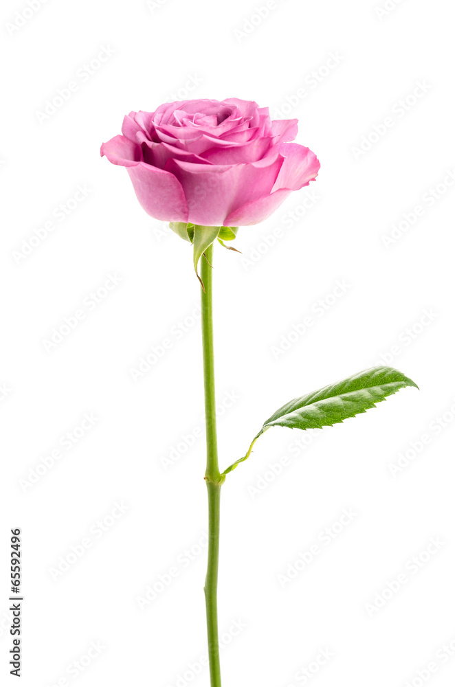Obraz premium Pink rose isolated on white