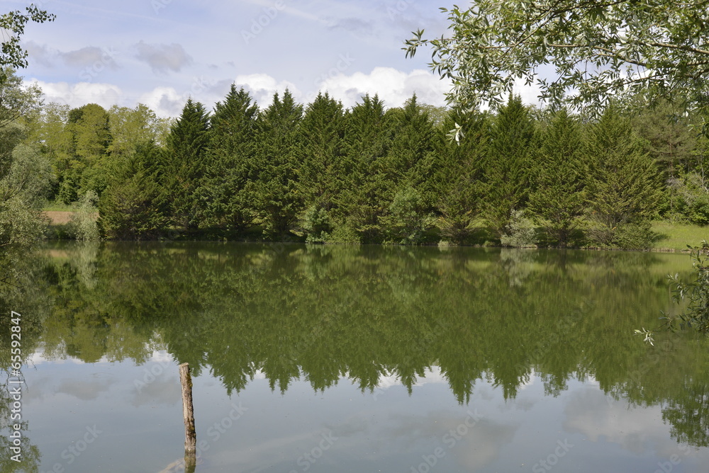 Obraz premium Sapins à l'étang aux eaux vertes près de Champagne