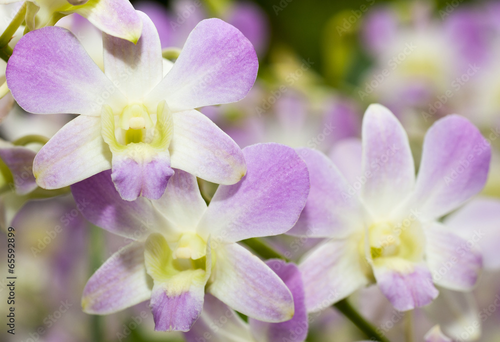 Purple, white orchid