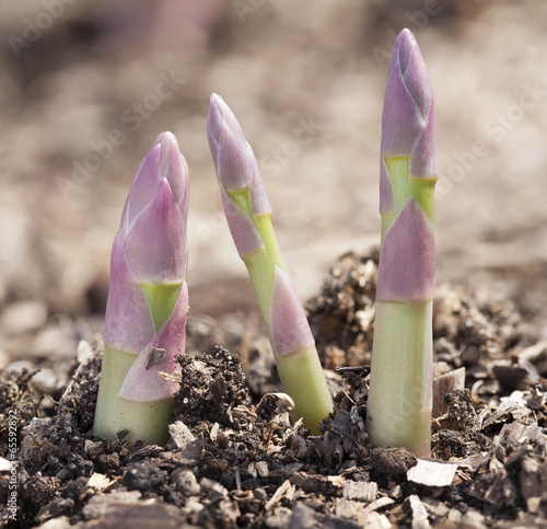 Shoots of asparagus. photo