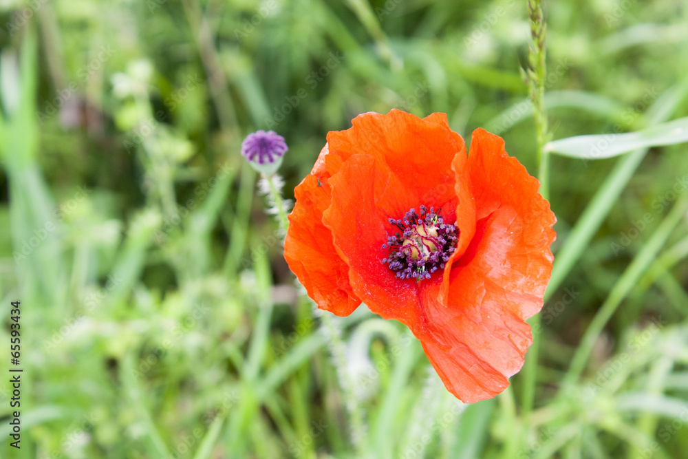 Red poppies anzac remembrance day world war Red poppies anzac remembrance day world war