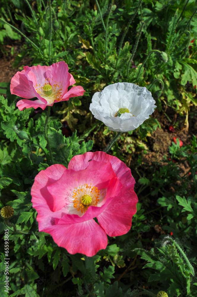 Opium flower , poppy
