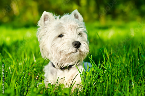 white dog