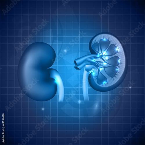 Kidneys abstract blue background