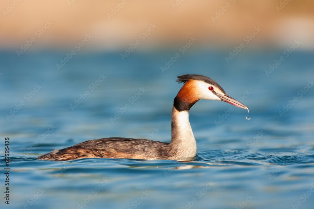 Fototapeta premium Haubentaucher
