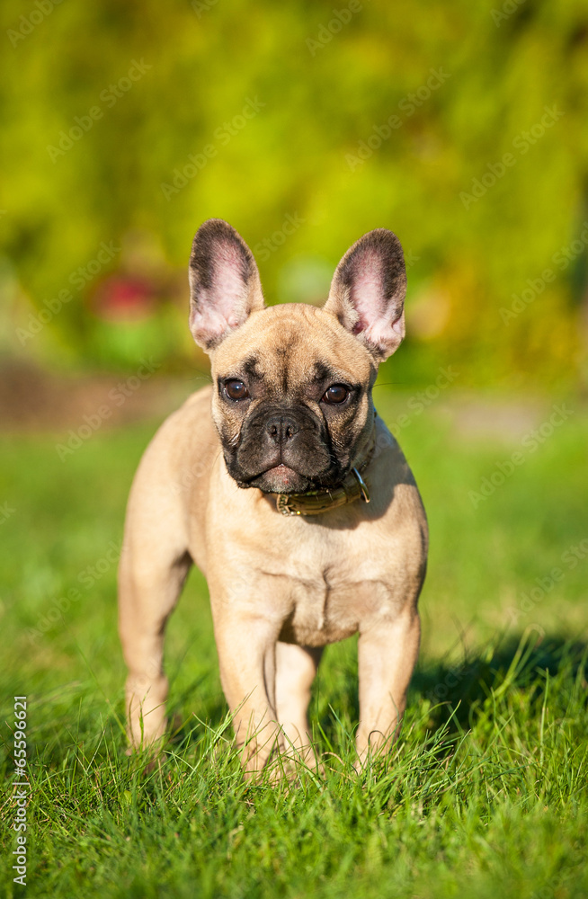 French bulldog puppy standing on the lawn French bulldog puppy standing on the lawn
