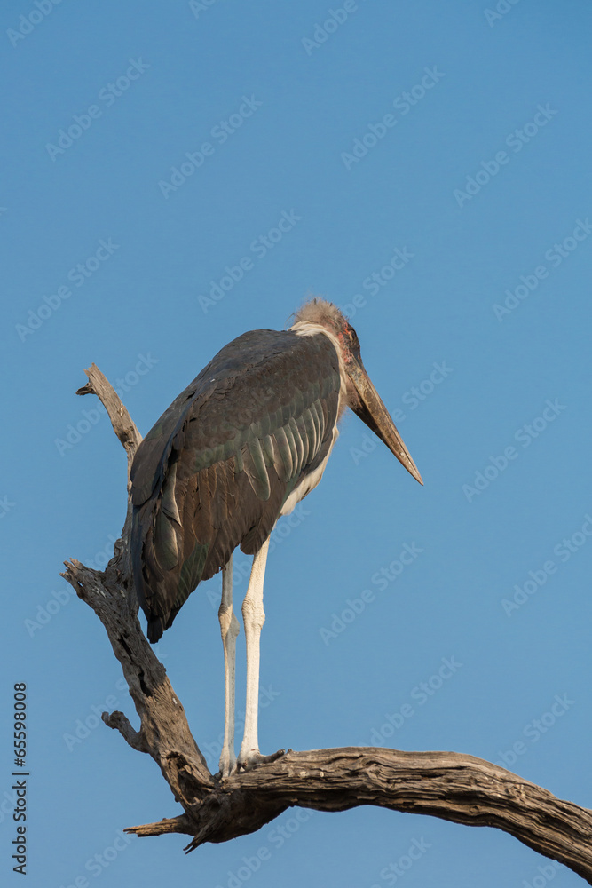 Obraz premium Marabou over dead branch