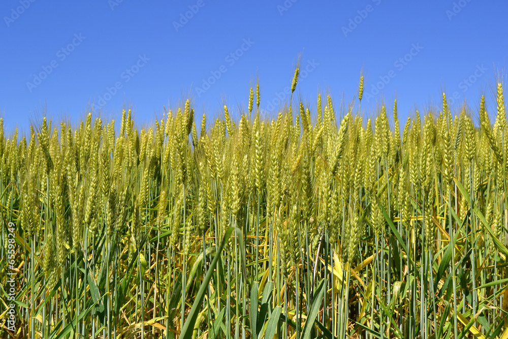 Obraz premium wheat