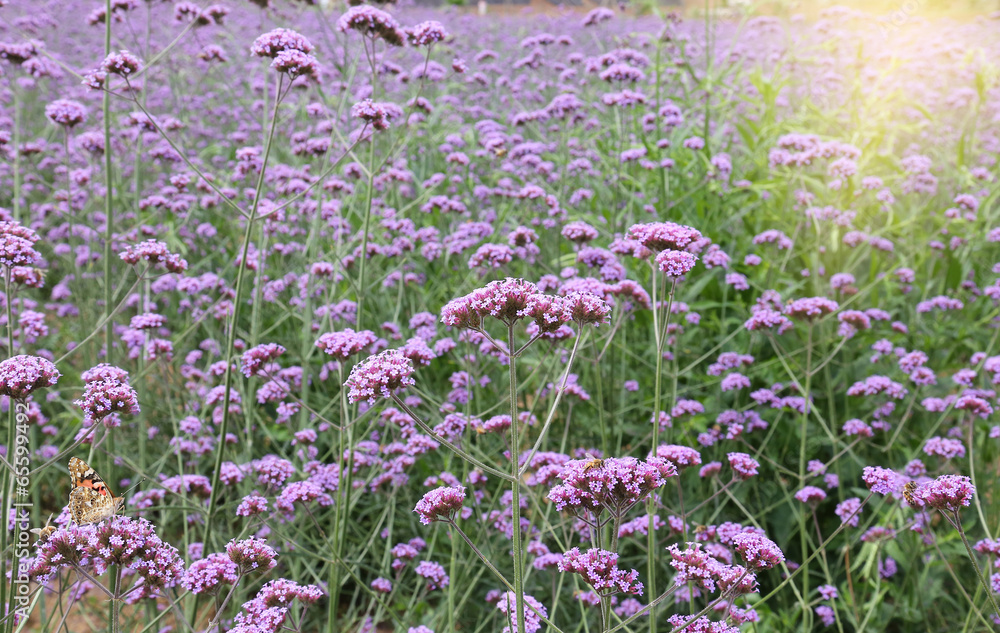 Obraz premium verbena field