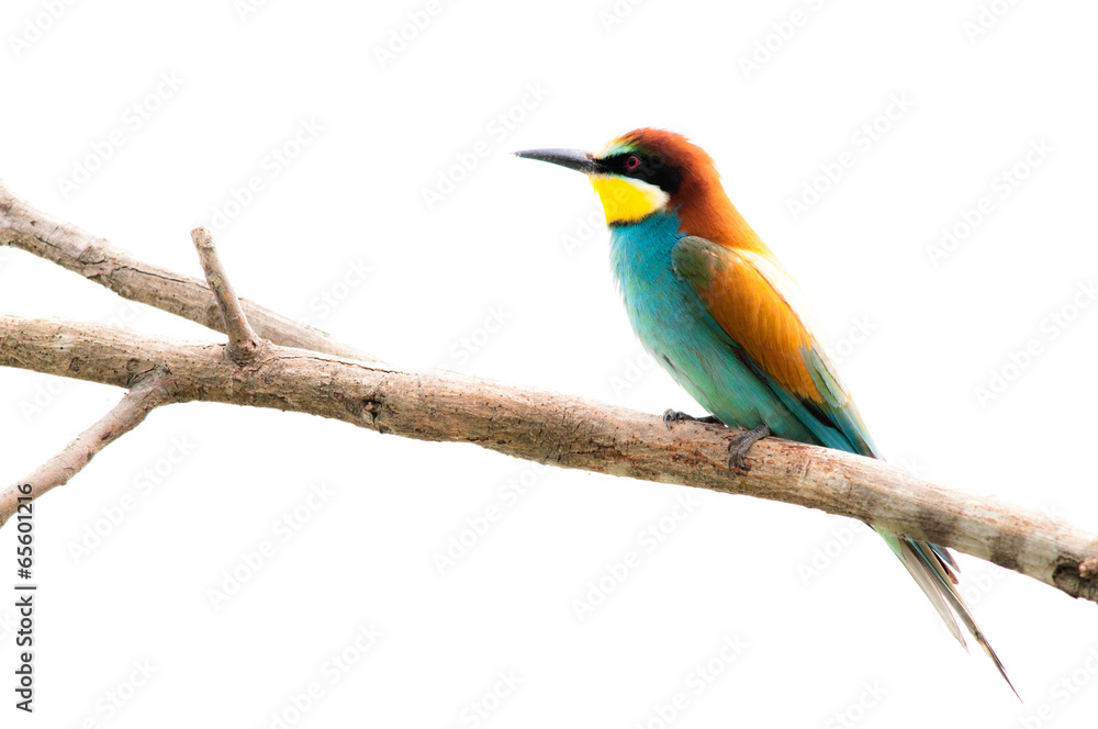 Obraz premium Gruccione