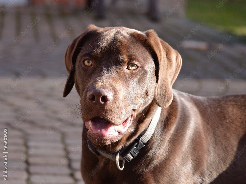 Labrador_Redriver_Hund_Familie_2 Labrador_Redriver_Hund_Familie_2