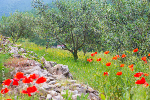 Fototapeta Naklejka Na Ścianę i Meble -  Red poppy and olive tree groew.