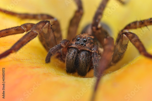 Spider, House spider, Tegenaria