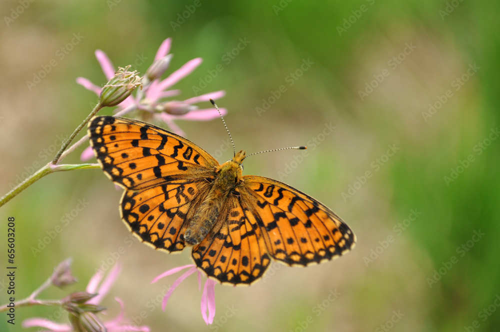 Boloria dia, The Weaver's Fritillary, Violet Fritillary Boloria dia, The Weaver's Fritillary, Violet Fritillary