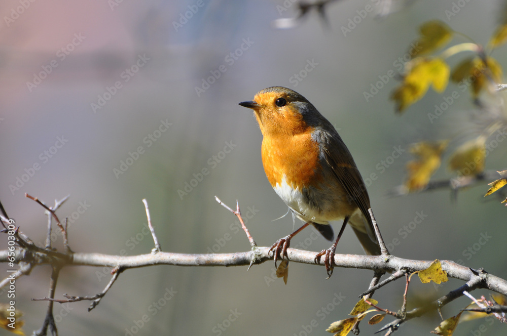 Red robin on a branch, Erithacus rubecula