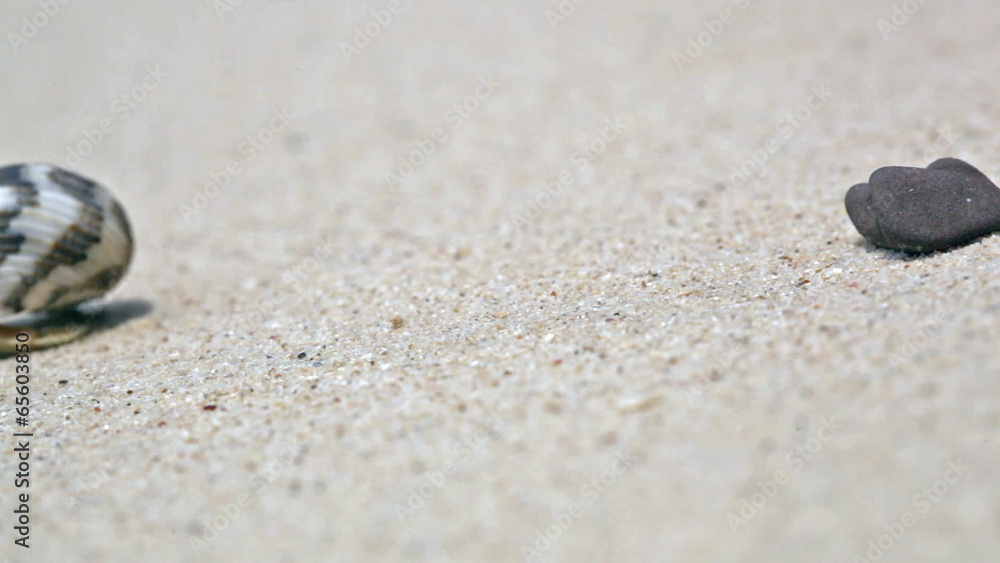 crab eremite creeps on sand on a beach crab eremite creeps on sand on a beach