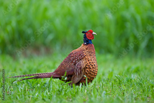 Wallpaper Mural Pheasant Torontodigital.ca