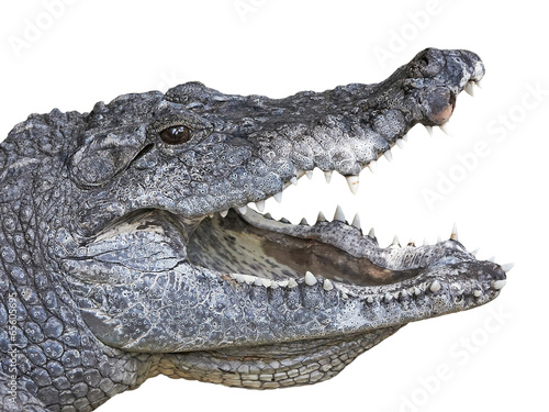 West African crocodile  crocodylus suchus 