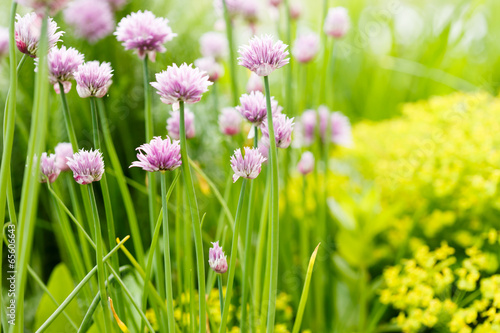 purple flowers