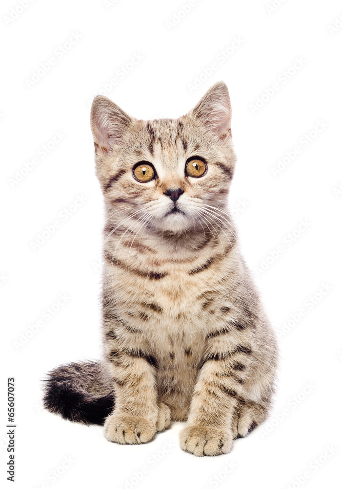 Portrait cute kitten Scottish Straight