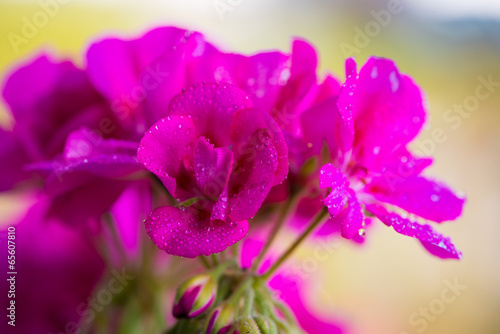 Fototapeta Naklejka Na Ścianę i Meble -  pink bloosom of a balcony cranesbill geranium with water drops