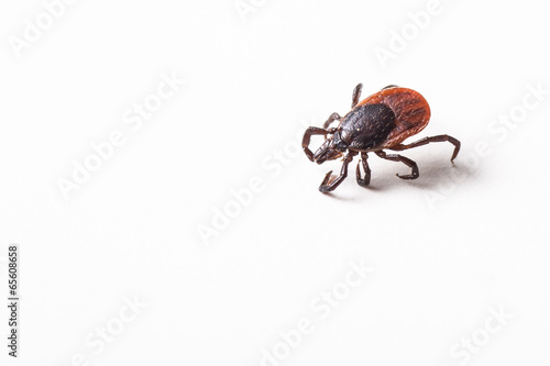 Tick - parasitic arachnid blood-sucking carrier of various disea photo