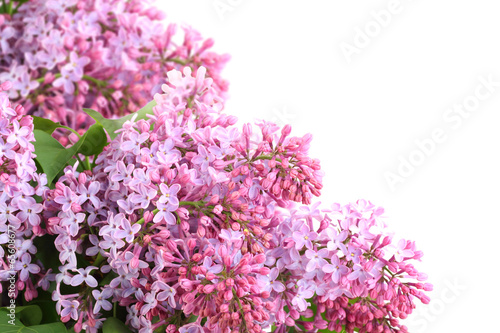 Bouquet of purple lilac on white