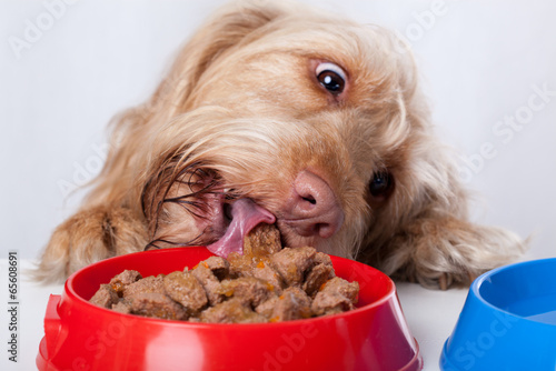 Dog eating food from bowl photo