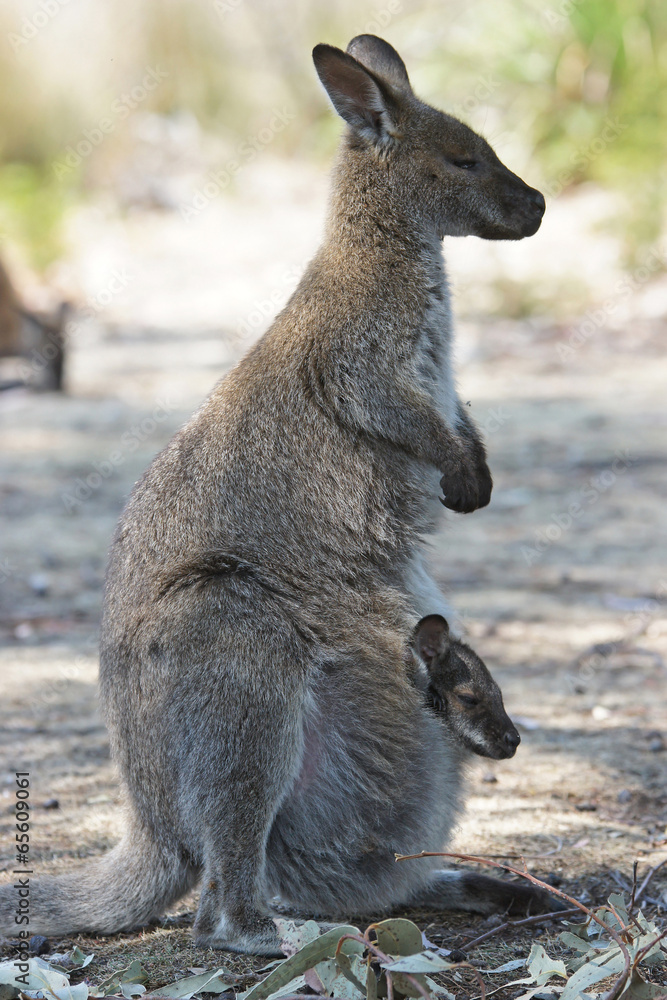 Fototapeta premium graues Riesenkänguru, Tasmanien, Australien