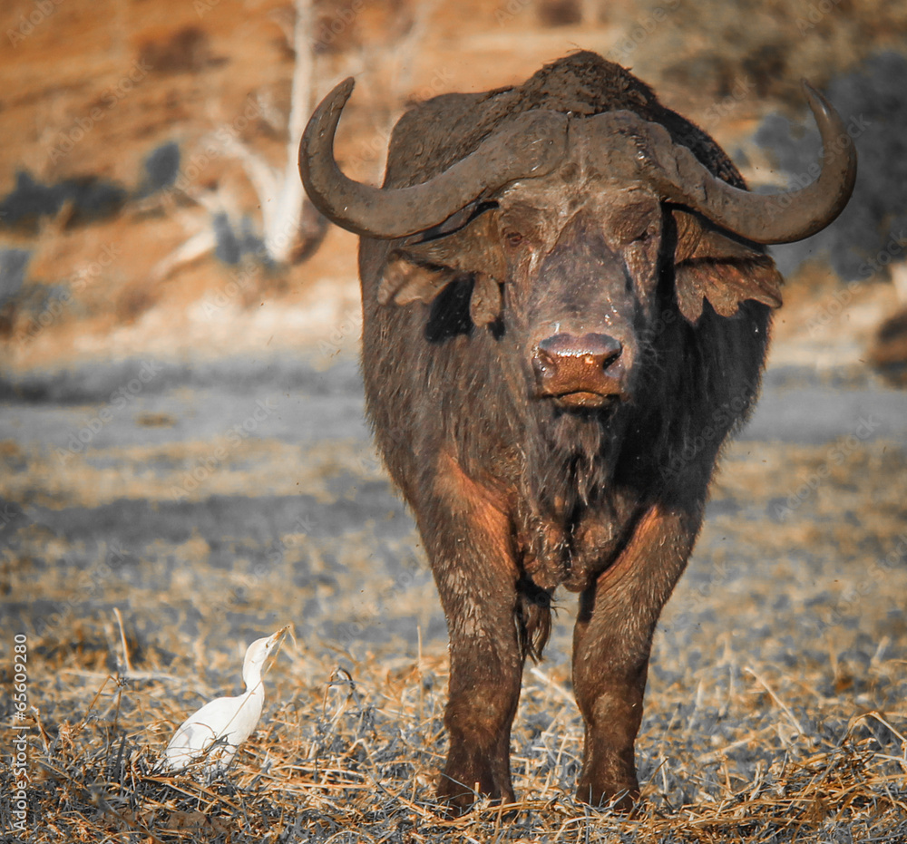cape buffalo and bird in Botswana