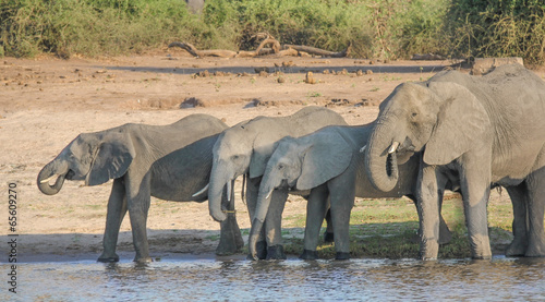 Elephants drinking in Chobe National Park, Botswana