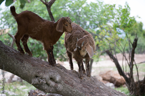 фотографія ome goat,  ibex