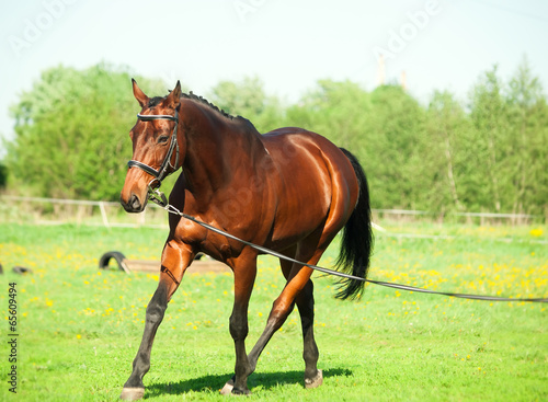 Longeing bay sportive horse in the spring meadow
