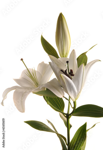 Białe lilie