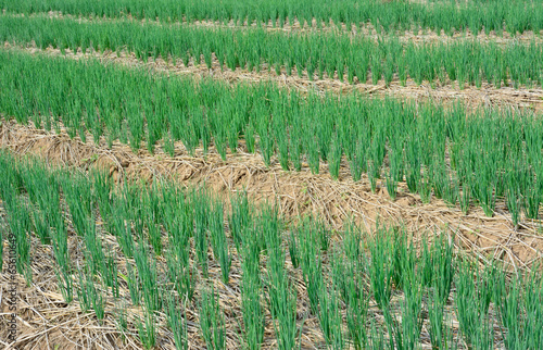 green  spring onions in field photo