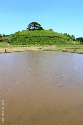 池尻の唐傘松 photo