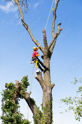 An arborist cutting a tree with a chainsaw