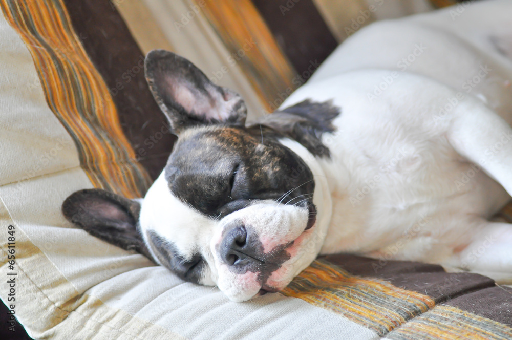 sleeping dog sleeping dog