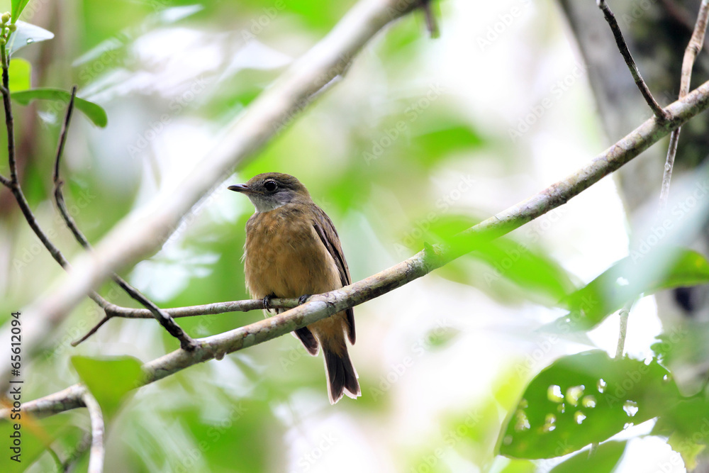 Orange-crested Manakin (Heterocercus aurantiivertex) in Ecuador Orange-crested Manakin (Heterocercus aurantiivertex) in Ecuador