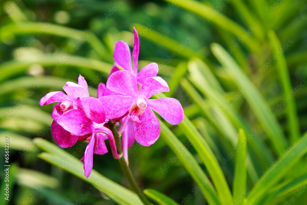 pink orchids flower pink orchids flower