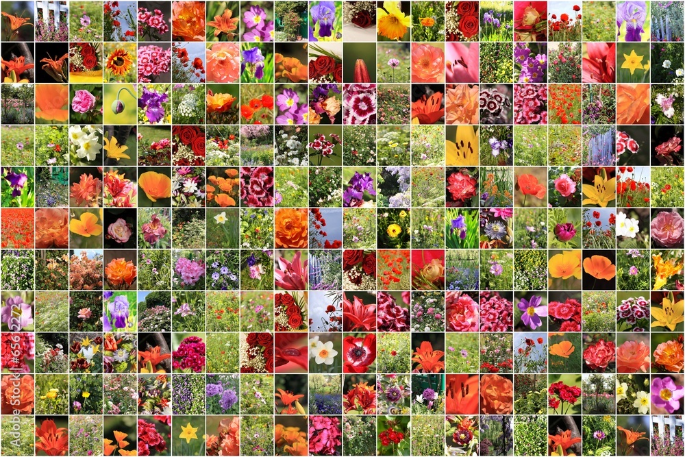 collage de nombreuses photographies de fleurs collage de nombreuses photographies de fleurs