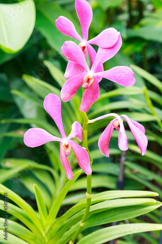 red orchids flower