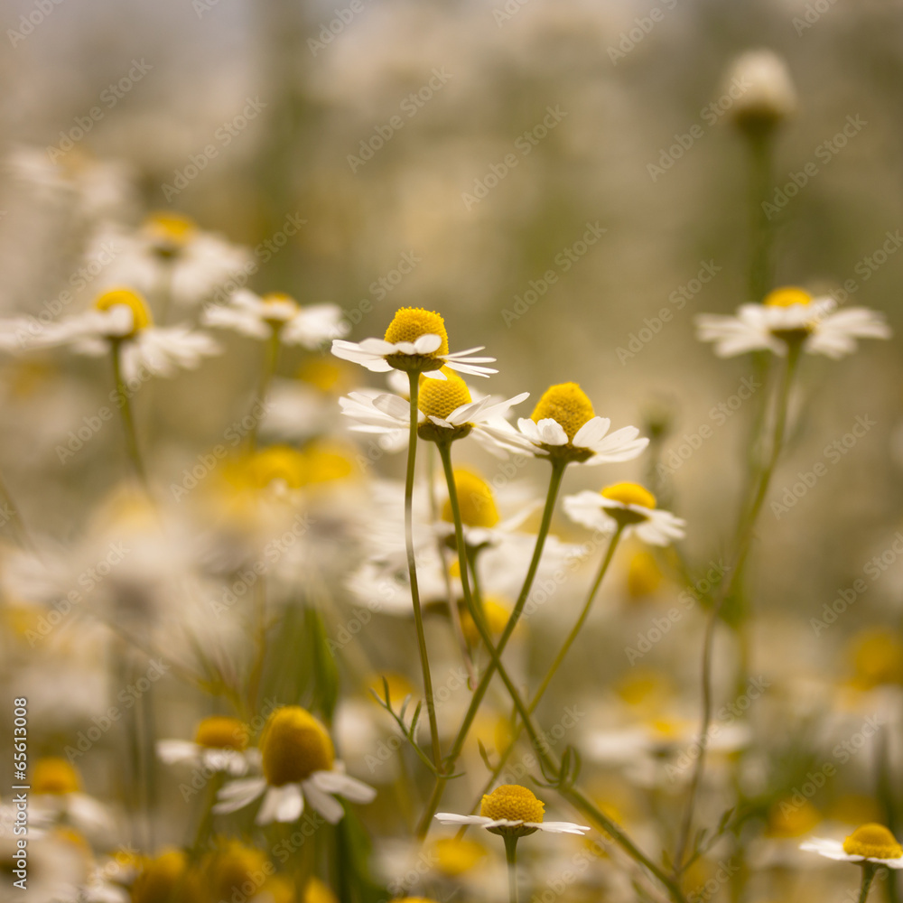 Obraz premium Kamillenblütenfeld