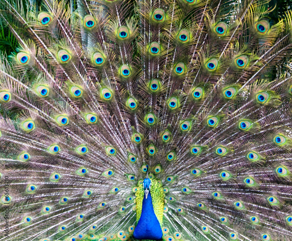 Obraz premium peacock